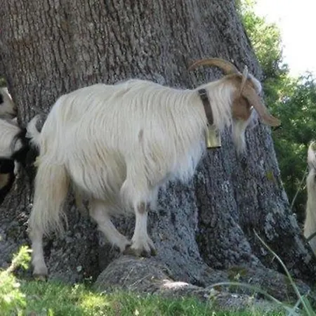 Sant'efisio Hotell 3*