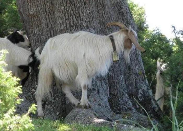 Sant'efisio Hotel 3*